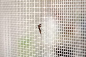 bug on window screen