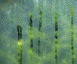 closeup of condensation on a pane of glass
