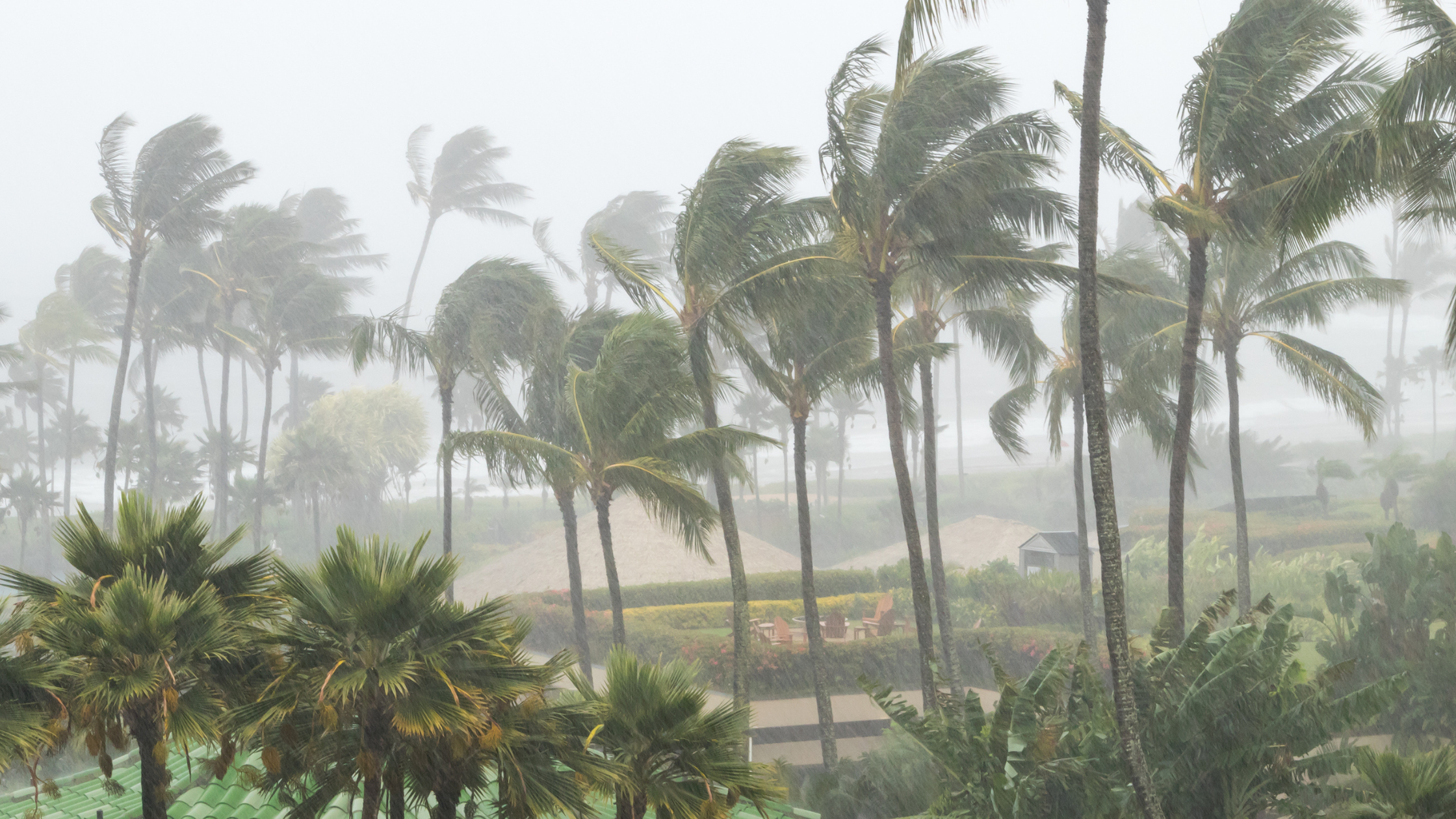 Palm trees in a hurricane