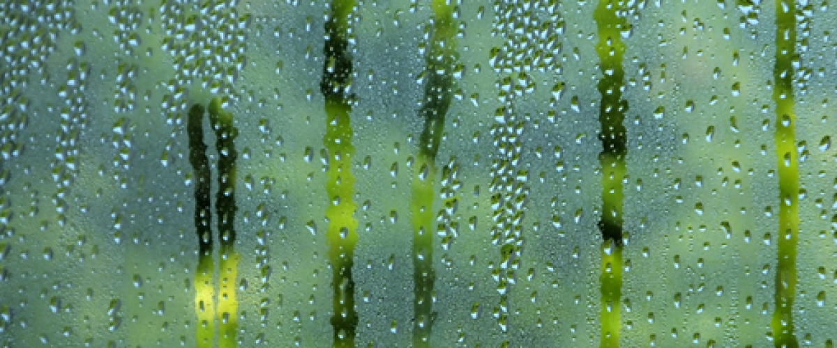 closeup of condensation on a pane of glass